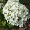 Hydrangea arborescens 'Annabelle' - Smooth Hydrangea - Hydrangea arborescens 'Annabelle'