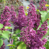 Syringa vulgaris 'Kardynal' - Lilak pospolity - Syringa vulgaris 'Kardynał'
