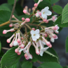Viburnum carlcephalum - kalina angielska - Viburnum carlcephalum