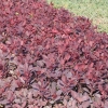 Cotinus coggygria 'Royal Purple' - perukowiec podolski - Cotinus coggygria 'Royal Purple'