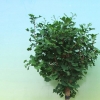Ginkgo biloba 'Baldi' - Ginkgo Tree ; maidenhair tree - Ginkgo biloba 'Baldi'