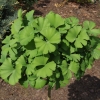 Ginkgo biloba 'Troll' - Ginkgo Tree ; maidenhair tree - Ginkgo biloba 'Troll'