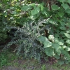 Cotoneaster dielsianus - irga Dielsa - Cotoneaster dielsianus