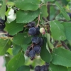Amelanchier alnifolia - świdośliwa olcholistna - Amelanchier alnifolia