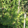 Metasequoia glyptostroboides White Spot - Dawn redwood - Metasequoia glyptostroboides White Spot