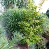 Acer shirasawanum 'Aureum'- klon Shirasawy - Acer shirasawanum 'Aureum' ; Acer japonicum  var. aureum