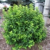 Philadelphus coronarius 'Aureus' - Чубушник венечный - Philadelphus coronarius 'Aureus'