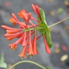 Lonicera brownii 'Dropmore Scarlet'- Wiciokrzew Browna - Lonicera brownii 'Dropmore Scarlet'