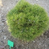 Pinus mugo 'Grüne Welle' - kosodrzewina ; sosna górska - Pinus mugo 'Grüne Welle' ;  Pinus uncinata