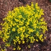 Genista lydia- janowiec lidyjski - Genista lydia