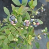 Putte - Lowbush Blueberry - Putte - Vaccinium angustifolium x Vaccinium corymbosum
