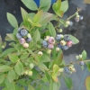 Putte - Heidelbeere - Putte - Vaccinium angustifolium x Vaccinium corymbosum