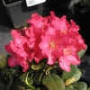 Elizabeth Hobbie - Рододендрон Ползучий - Elizabeth Hobbie - Rhododendron repens