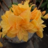 Csardas - Azalee - Csardas - Rhododendron (Azalea)