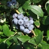 Elizabeth - Heidelbeere - Elizabeth - Vaccinium corymbosum