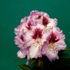 Pfauenauge - Rhododendron Hybride - Pfauenauge - Rhododendron hybridum