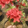 Doloroso - Azalia wielkokwiatowa - Doloroso - Rhododendron (Azalea)