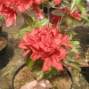 Doloroso - Azalea - Doloroso - Rhododendron (Azalea)