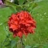 Doloroso - Azalia wielkokwiatowa - Doloroso - Rhododendron (Azalea)