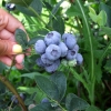 Bluegold - Highbush blueberry - Bluegold - Vaccinium corymbosum