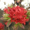 Nabucco - Azalee - Nabucco - Rhododendron (Azalea)