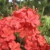 Nabucco - Azalia wielkokwiatowa - Nabucco - Rhododendron (Azalea)