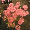 Il Tasso - Азалия крупноцветковая - Il Tasso - Rhododendron (Azalea)