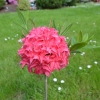 Homebush - Azalea - Homebush - Rhododendron (Azalea)