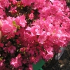 Kius Kiriode -Japanese Azalea - Kius Kiriode - Rhododendron