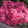 Kius Kiriode -Japanese Azalea - Kius Kiriode - Rhododendron
