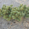 Pinus parviflora 'Fuku-zu-mi' - Cосна мелкоцветковая - Pinus parviflora 'Fuku-zu-mi'