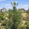 Pinus ponderosa - sosna żółta - Pinus ponderosa