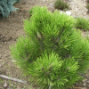 Pinus heldreichii 'Nana' - Bosnian Pine - Pinus heldreichii 'Nana' ; Pinus leucodermis