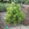 Pinus heldreichii 'Nana' - Bosnian Pine - Pinus heldreichii 'Nana' ; Pinus leucodermis