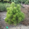 Pinus heldreichii 'Nana' - sosna bośniacka - Pinus heldreichii 'Nana' ; Pinus leucodermis