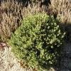 Picea abies 'Will's Zwerg' - Eль обыкновенная - Picea abies 'Will's Zwerg'