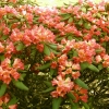 Abendsonne - różanecznik wielkokwiatowy - Abendsonne - Rhododendron hybridum