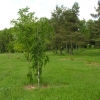 Fagus sylvatica 'Pendula' - buk zwyczajny ; buk pospolity - Fagus sylvatica 'Pendula'