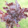 Fagus sylvatica 'Red Obelisk' - buk pospolity - Fagus sylvatica 'Red Obelisk'