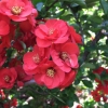Chaenomeles x superba 'Fire Dance' - Japanese quince - Chaenomeles x superba 'Fire Dance'