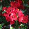 Chaenomeles x superba 'Fire Dance' - Japanese quince - Chaenomeles x superba 'Fire Dance'