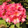 Abendsonne - Rhododendron hybrid - Abendsonne - Rhododendron hybridum