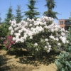 Album Novum - Рододендрон гибридный - Album Novum - Rhododendron hybridum