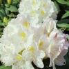 Album Novum - Рододендрон гибридный - Album Novum - Rhododendron hybridum