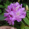 Alfred - Rhododendron Hybride - Alfred - Rhododendron hybridum