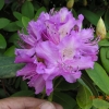 Alfred - Rhododendron hybrid - Alfred - Rhododendron hybridum