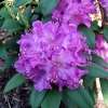 Alfred - Rhododendron hybrid - Alfred - Rhododendron hybridum