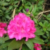 America - Рододендрон гибридный - America - Rhododendron hybridum