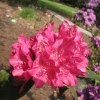 America - Рододендрон гибридный - America - Rhododendron hybridum