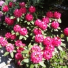 America - Рододендрон гибридный - America - Rhododendron hybridum